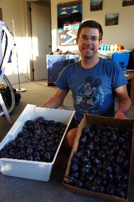 42 lbs of delicious prune plums