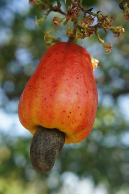 Fruit of the cashew tree (maranyon)