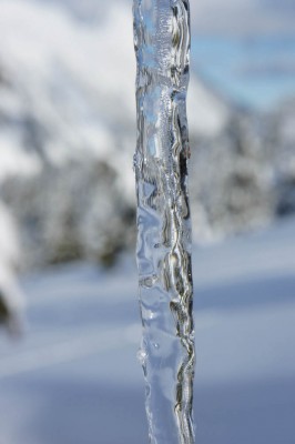An Icicle - It`s Spring!