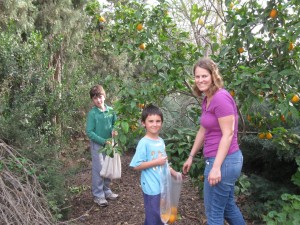 Picking oranges with "the kids"