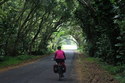 Cycling through a tunnel of trees