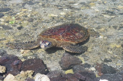 Sea Turtle, at Puako