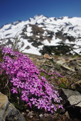 A burst of colour in the alpine