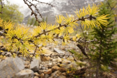 Signs of Fall - Larches changing their color on our hike