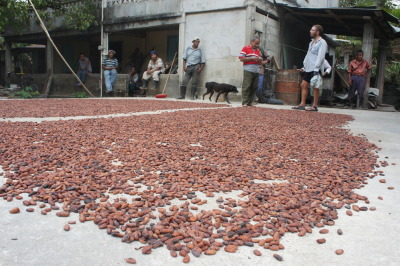 Cacao beans drying in the sun, Belize