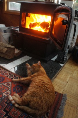 Shadow the cat, never too far from the fireplace 