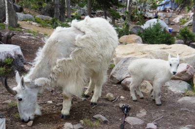 It's very easy to see mountain goats in Cathedral 